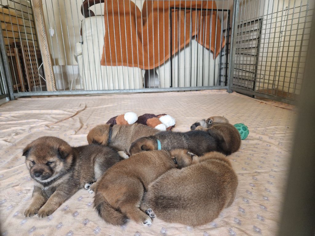 chiot Shiba des cinq vallées blanches