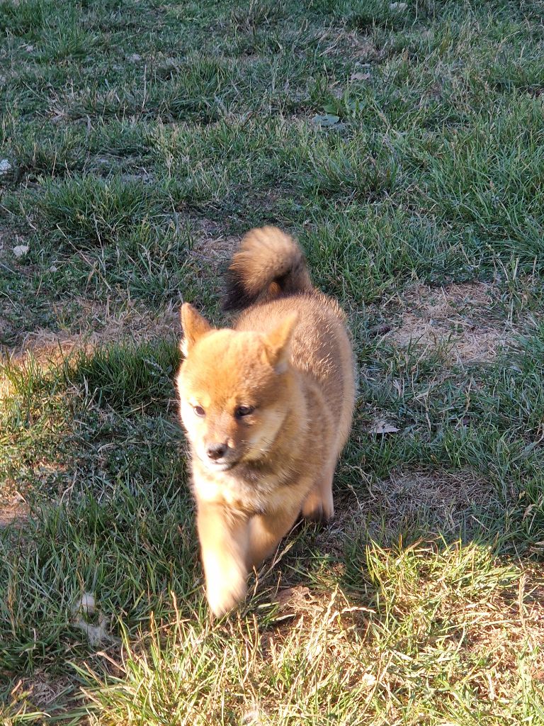 des cinq vallées blanches - Chiot disponible  - Shiba