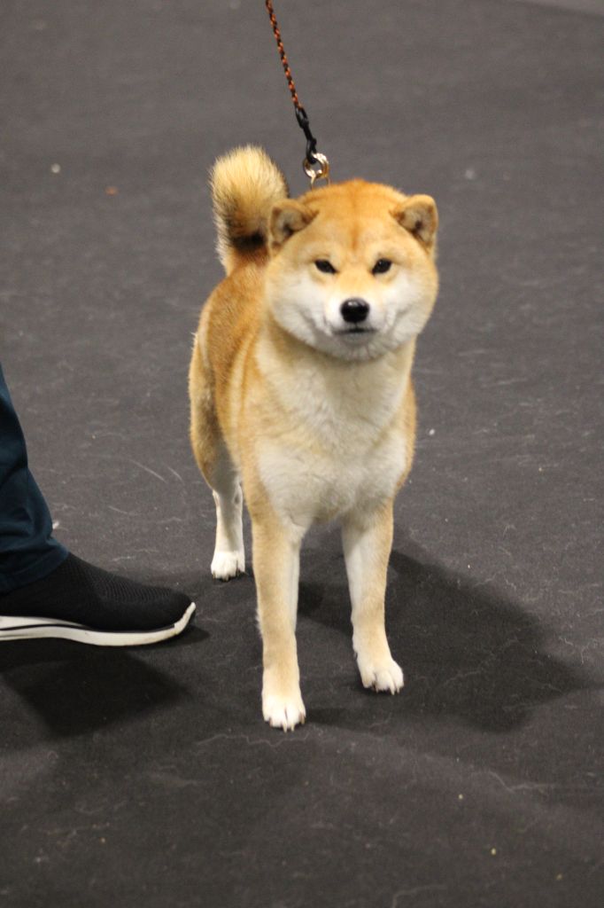 Les shiba en expo