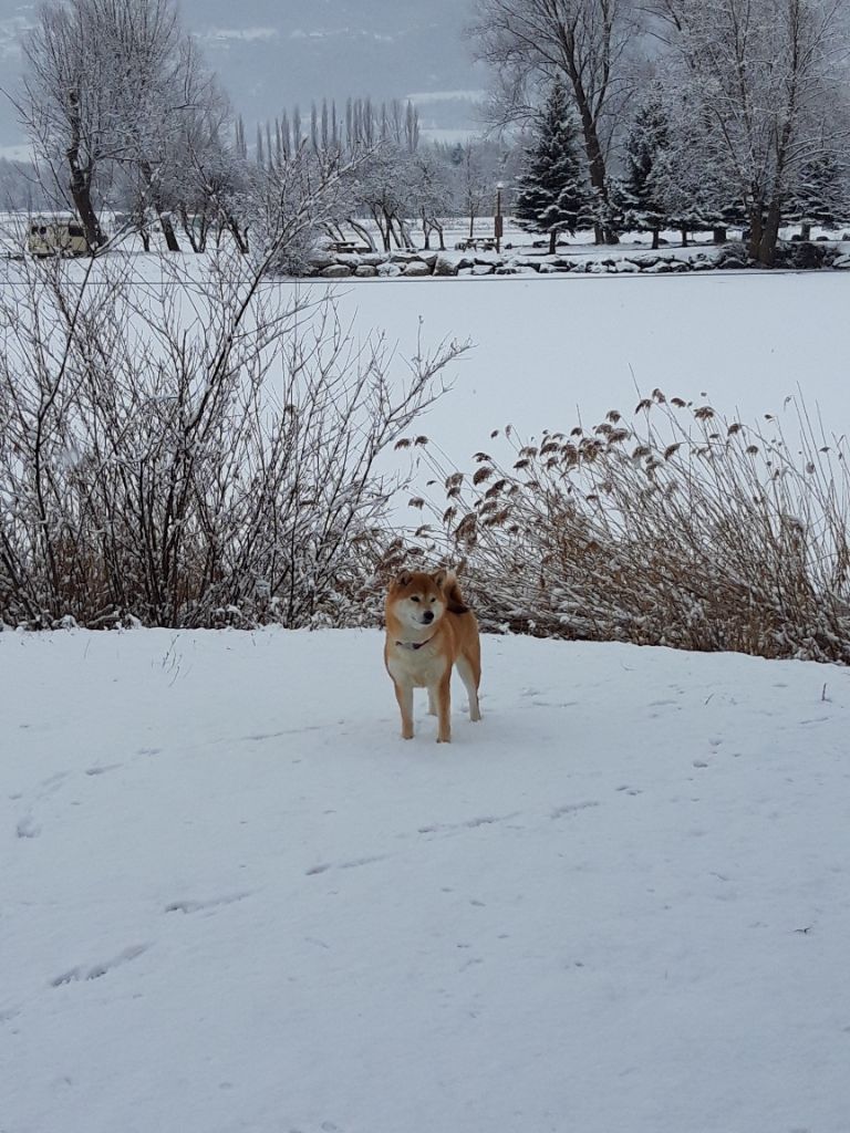 Les Shiba et la neige