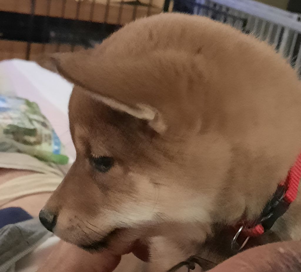 Les chiots de l'élevage