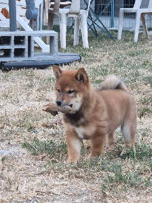 AKIKO
