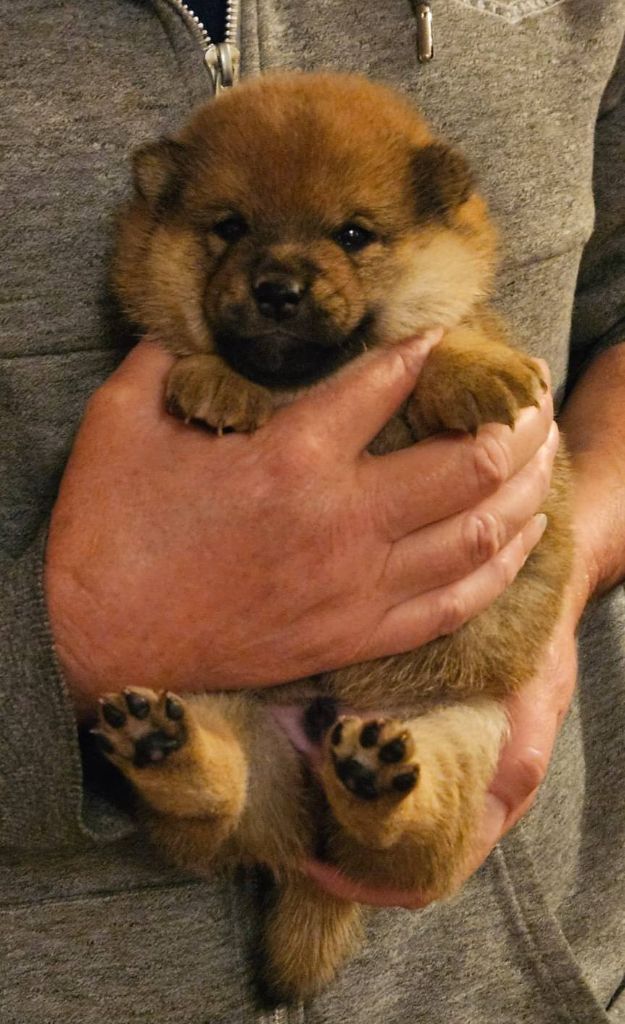 des cinq vallées blanches - Chiots disponibles - Shiba